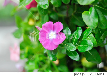 Catharanthus roseus G Don ,APOCYNACEAE or Madagascar periwinkle or Vinca or Old maid Catharanthus roseus G Don ,APOCYNACEAE or Madagascar periwinkle or Vinca or Old maid 128966041