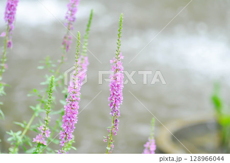 LYTHRACEAE, Lythrum salicaria or Lythrum salicaria L and hybrid or  Purple Loosestrife or  purple lythrum or spiked loosestrife or purple flower or violet flower 128966044