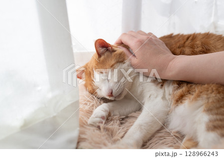 猫を撫でる 茶トラ白 猫を撫でる 茶トラ白 128966243