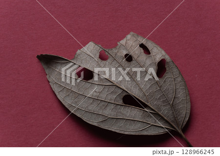 落ち葉のクローズアップ 落ち葉のクローズアップ 128966245