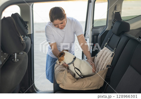 The owner fastens the Jack Russell Terrier dog with a seat belt. The owner fastens the Jack Russell Terrier dog with a seat belt. 128966301