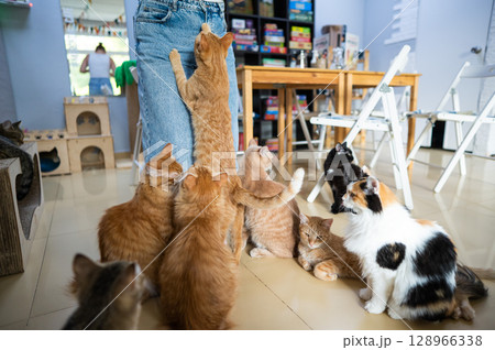 Caucasian woman with cats in a cat cafe. 128966338