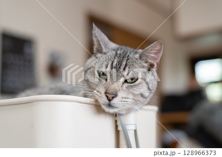 くつろぐ猫 サバトラ猫 くつろぐ猫 サバトラ猫 128966373