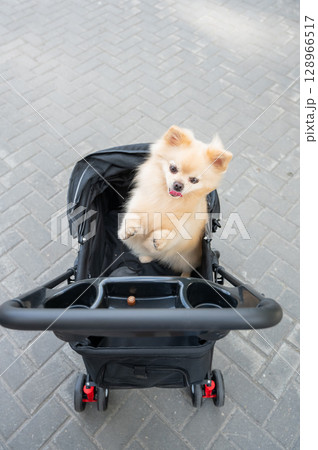 Cute spitz dog in pet stroller outdoors. Cute spitz dog in pet stroller outdoors. 128966517
