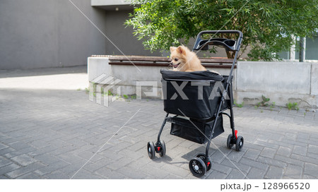 Cute spitz dog in pet stroller outdoors. Cute spitz dog in pet stroller outdoors. 128966520