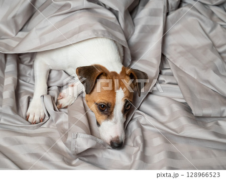 Jack russell terrier dog lying in bed.  128966523