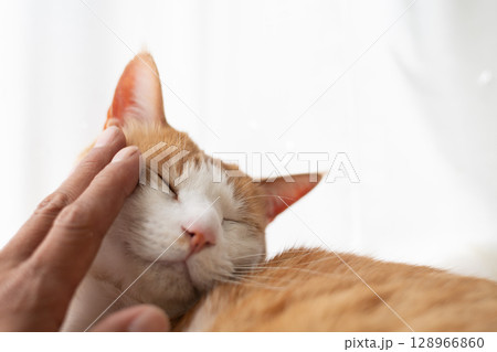 猫を撫でる　茶トラ白 128966860