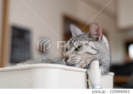 くつろぐ猫　サバトラ猫 128966863