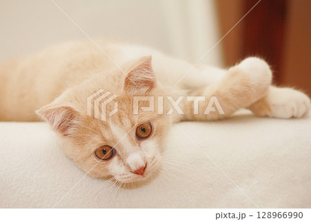 Cute peach feline kitten resting on a neutral colored blanket. 128966990