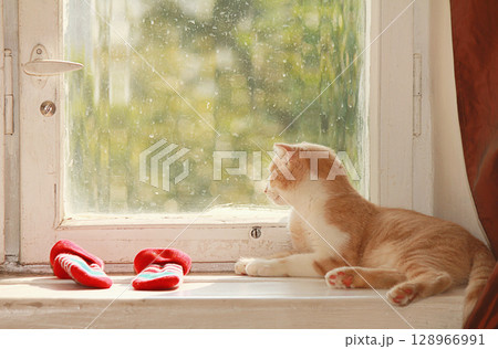 Cat Resting on Old Windowsill and Looking Out Dirty Window. 128966991