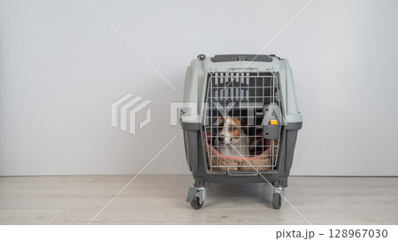 Jack Russell Terrier Dog in Pet Travel Bag. Jack Russell Terrier Dog in Pet Travel Bag. 128967030