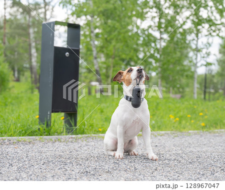 Adorable Dog with Waste Bag Ready for a Walk. Adorable Dog with Waste Bag Ready for a Walk. 128967047