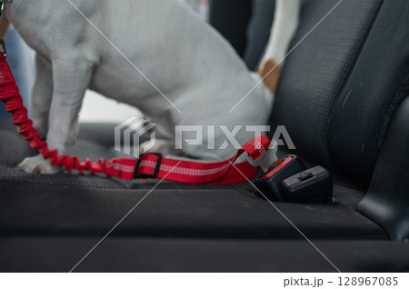 Jack Russell Terrier dog wearing seat belt in car. Jack Russell Terrier dog wearing seat belt in car. 128967085