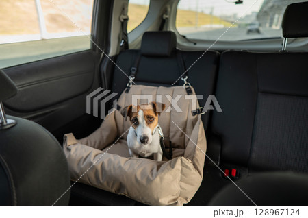 Jack Russell Terrier Dog in a Special Car Seat.  128967124
