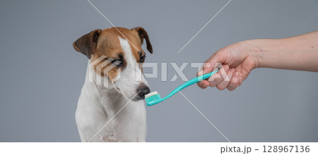 The owner offers the Jack Russell Terrier to brush her teeth. The dog licks the toothpaste. The owner offers the Jack Russell Terrier to brush her teeth. The dog licks the toothpaste. 128967136