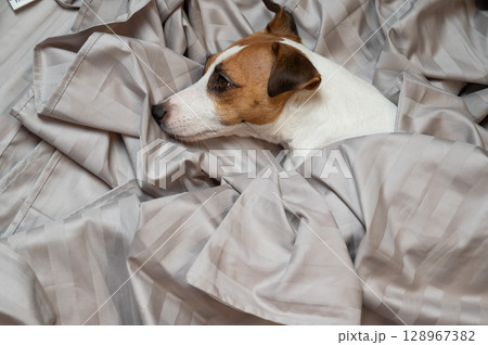 Top view of jack russell terrier dog lying in bed.  128967382