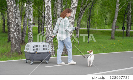 Owner walks Jack Russell Terrier and carries cage for safe travel. 128967725