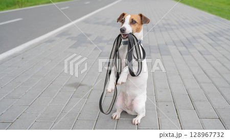 Playful Dog Excitedly Holding Leash in Its Mouth. Playful Dog Excitedly Holding Leash in Its Mouth. 128967732