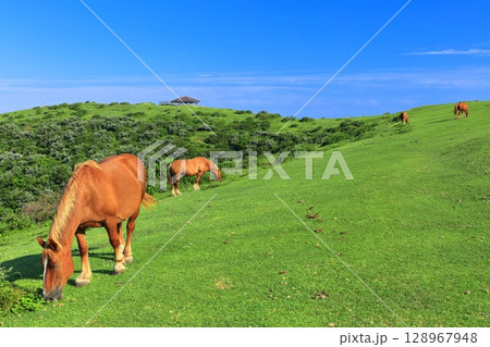 【島根県】晴天の摩天崖展望所（隠岐の島　西ノ島） 128967948
