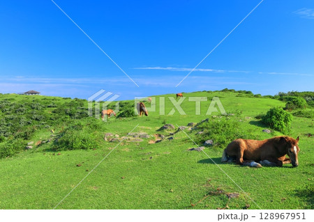 【島根県】晴天の摩天崖展望所（隠岐の島　西ノ島） 128967951