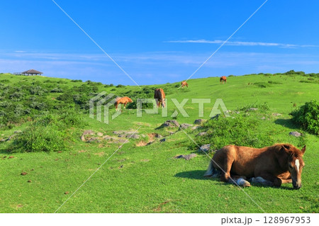 【島根県】晴天の摩天崖展望所（隠岐の島　西ノ島） 128967953