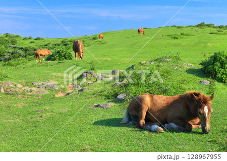 【島根県】晴天の摩天崖展望所（隠岐の島　西ノ島） 128967955