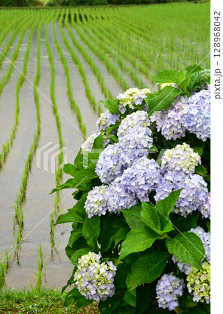 水田に映る紫陽花 水田に映る紫陽花 128968042