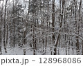 雪の積もった針葉樹 128968086