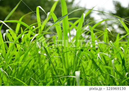 野原 夏草 雑草 野原 夏草 雑草 128969130