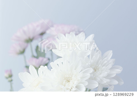 スプレーマムのピンクと白いの花を薄青背景で撮影12 128969229
