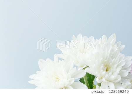 スプレーマムの白い花を薄青背景で撮影02 スプレーマムの白い花を薄青背景で撮影02 128969249