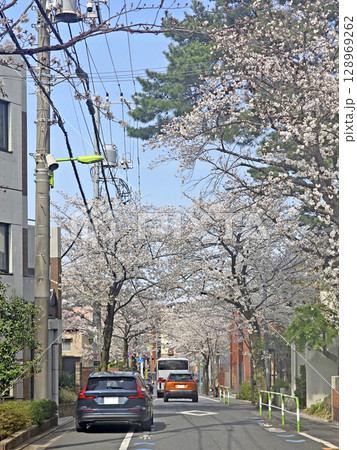 Japan outdoor park with car road and cherry blossom trees and sakura flowers 128969262