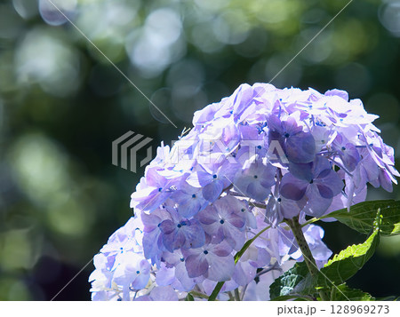 薄紫色の紫陽花 128969273