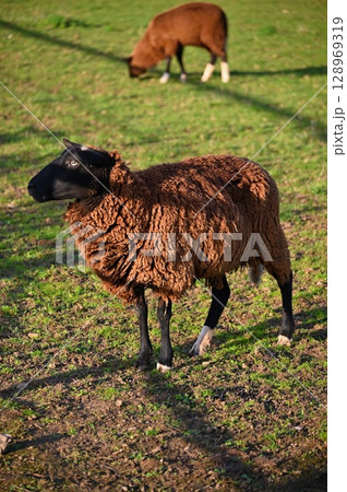Sheep grazing in the field. Concept for animals and agriculture. Sheep grazing in the field. Concept for animals and agriculture. 128969319