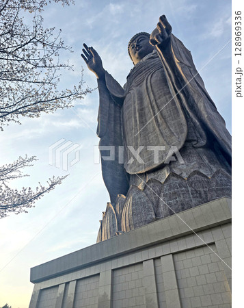 Buddha statue in Japan outdoor park with cherry blossom flowers 128969336