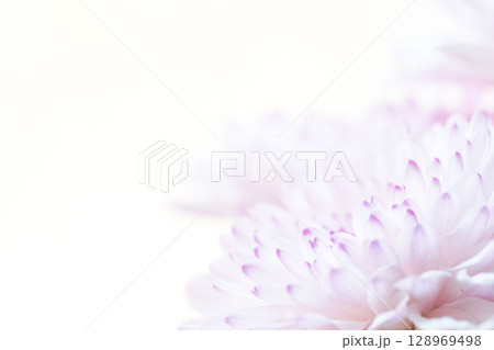 スプレーマムのピンクの花を白背景でマクロ撮影07 128969498