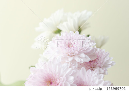 スプレーマムのピンクと白い花をベージュ背景で撮影04 128969701