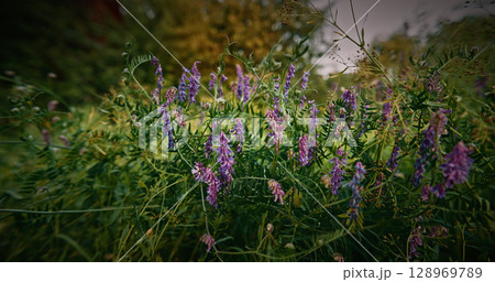 Vicia cracca - tufted vetch, cow vetch, bird vetch, blue vetch, boreal vetch, is a species of flowering plant in the pea and bean family Fabaceae. It is native to Europe and Asia. It occurs on other 128969789