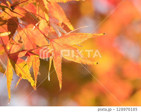 鮮やかな紅葉 128970185