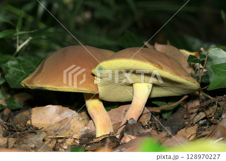 どら焼きそっくりなミヤマイロガワリキノコ側面・黄色いヒダと柄(自然環境下菌・キノコ類マクロ撮影) どら焼きそっくりなミヤマイロガワリキノコ側面・黄色いヒダと柄(自然環境下菌・キノコ類マクロ撮影) 128970227
