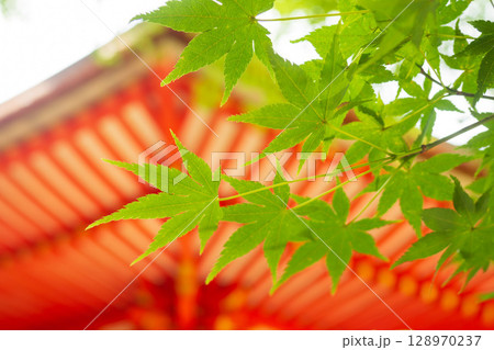 東福寺の青もみじ 東福寺の青もみじ 128970237