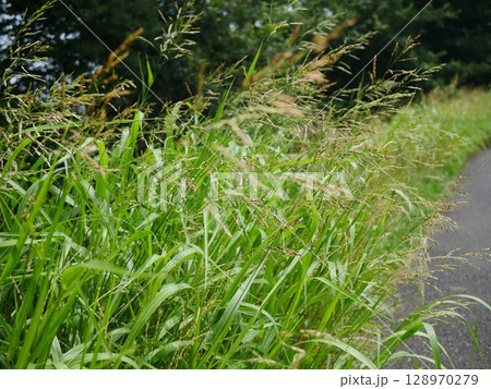 イネ科の植物　コピースペース　土手上の一場面　緑の小道 128970279