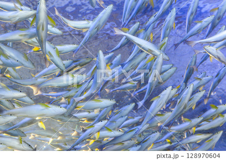 回遊魚 回遊魚 128970604
