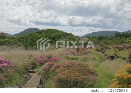 ミヤマキリシマが咲く初夏のくじゅう連山の雨ヶ池の風景 ミヤマキリシマが咲く初夏のくじゅう連山の雨ヶ池の風景 128970628