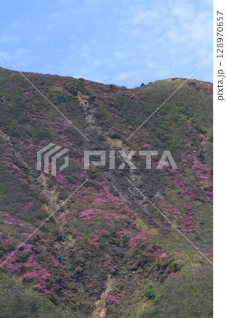 くじゅう連山の中岳の荒々しい山肌に咲くミヤマキリシマの眺め くじゅう連山の中岳の荒々しい山肌に咲くミヤマキリシマの眺め 128970657