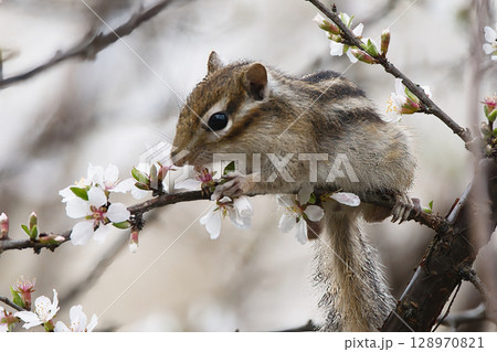 梅の花を食べるシマリス 梅の花を食べるシマリス 128970821