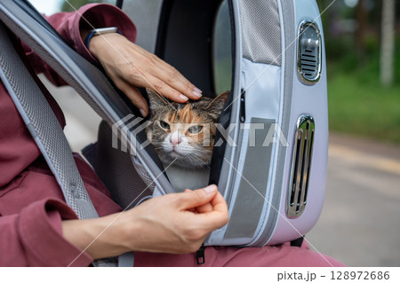 Weary anxious cat in backpack carrier as owner hand stroking pet during outdoor walk, stress stroll 128972686
