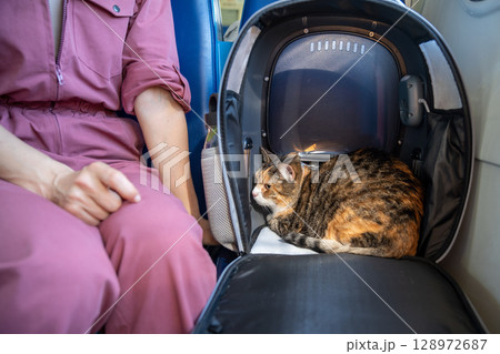 Anxious restless cat clings tightly inside carrier ignoring owner on train. Worried unhappy feline 128972687