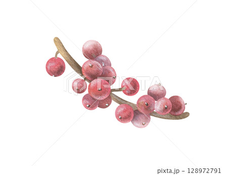 Red Holly berries on a tree Branch. Watercolor illustration of a winter christmas Plant. Hand drawn vintage sketch on white isolated background. Water color painting art image 128972791