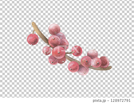 Red Holly berries on a tree Branch. Watercolor illustration of a winter christmas Plant. Hand drawn vintage sketch on white isolated background. Water color painting art image 128972791